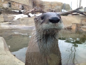 otter, Akron Zoo