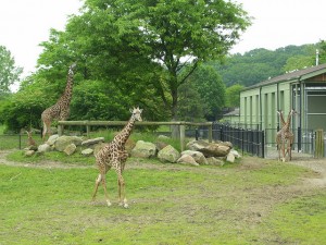 giraffe