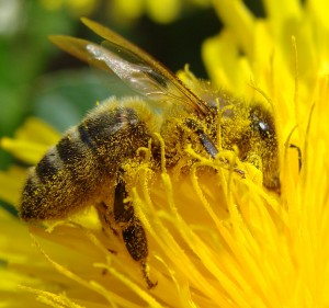 bee pollination, bee, flower