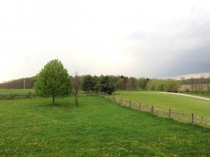 medina county new shelter, seville